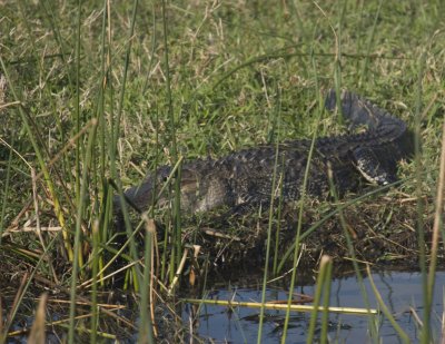 A big (13ft) gator at Cypress Lake
