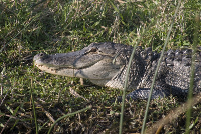 A big (13ft) gator at Cypress Lake