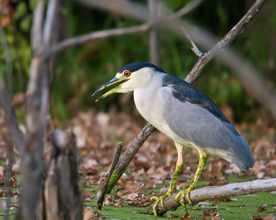 Nightly Heron