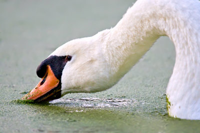 Swilling Swan