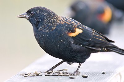 Blackbird's Feast