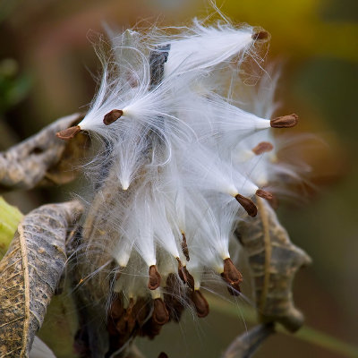 Sowing the Seeds