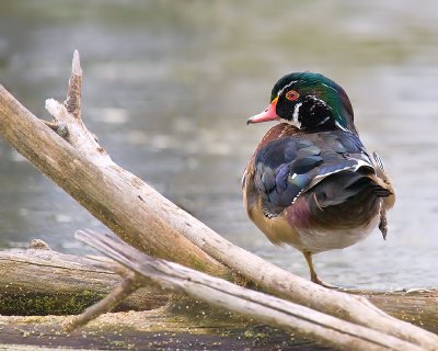 Balancing Wood Duck