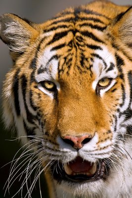 Tiger Close-up