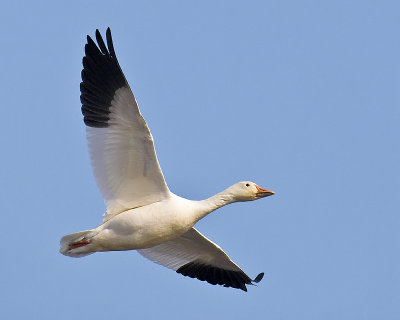 Snow Goose Flight