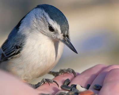 Nuthatch in my hand