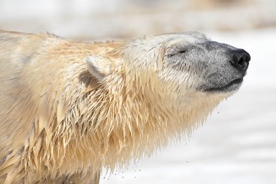 Happy Bear