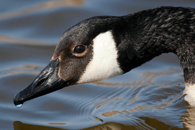 Curious Goose