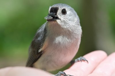 Tufted Titmouse in my hand