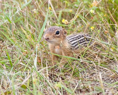 Thirteen Lined Ground Squirrel