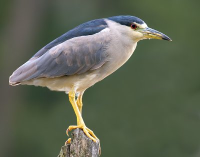 Improbable Night Heron