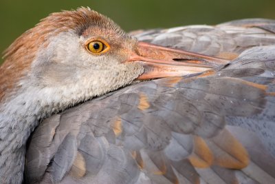 Relaxing Sandhill Crane