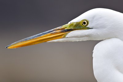 Scoping Egret