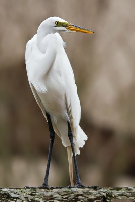 Pesky Egret