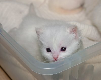 Ragdoll Kitten