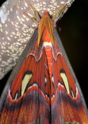 Giant Atlas Moth