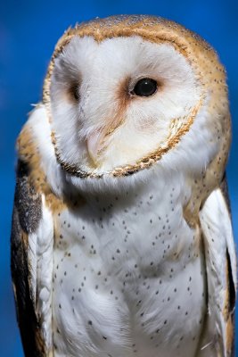 Barn Owl Stare