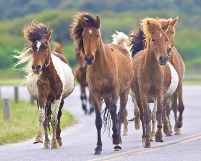 Ponies on the run