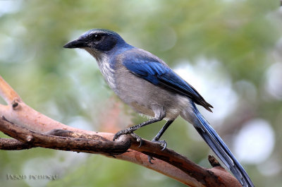 Western Scrub Jay - Aphelocoma californica