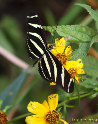 Zebra Longwing Butterfly -  Heliconius charitonius