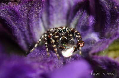 Peppered Jumping Spider - Pelegrina galathea (with a victim)