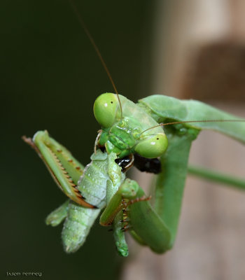 Mantis having lunch