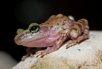 Cliff Chirping Frog - Syrrhophus marnockii