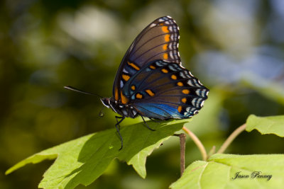 Red-spotted Purple (Basilarchia astyanax)
