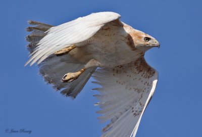 Leucistic Red-Tailed Hawk in a dive