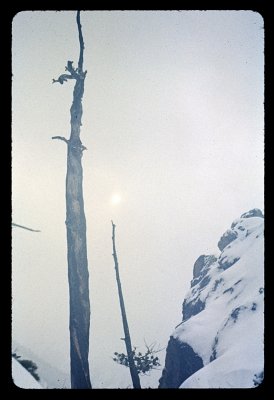 Tree line