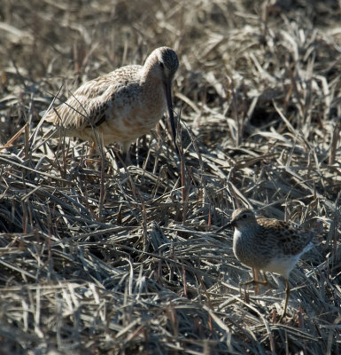 Bar-tailed Godwit and Pectoral Sandpiper