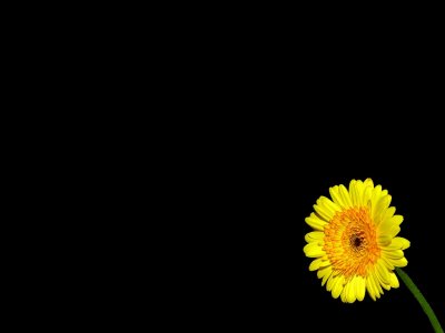 yellow.jpg