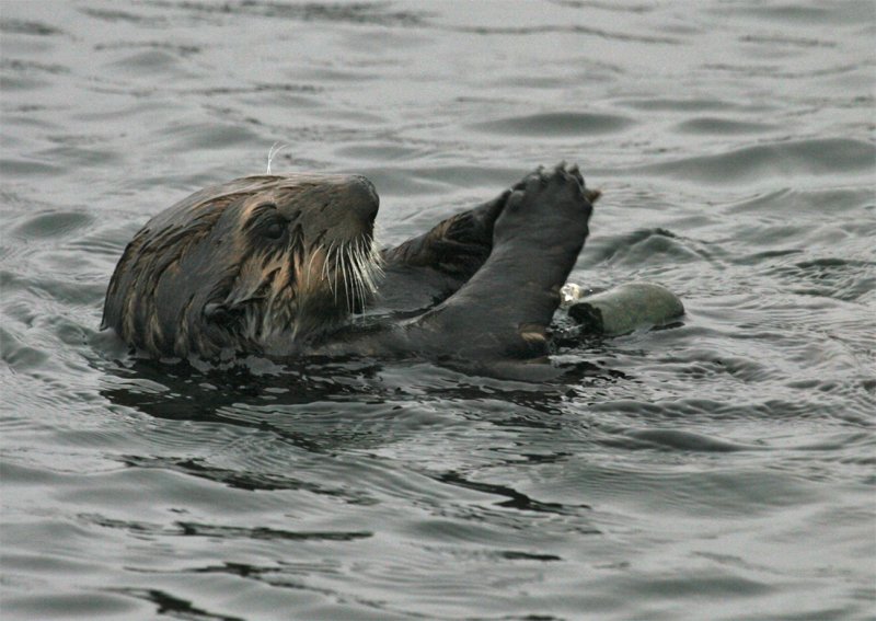 Calif Sea Otter - using stone to help crack urchin