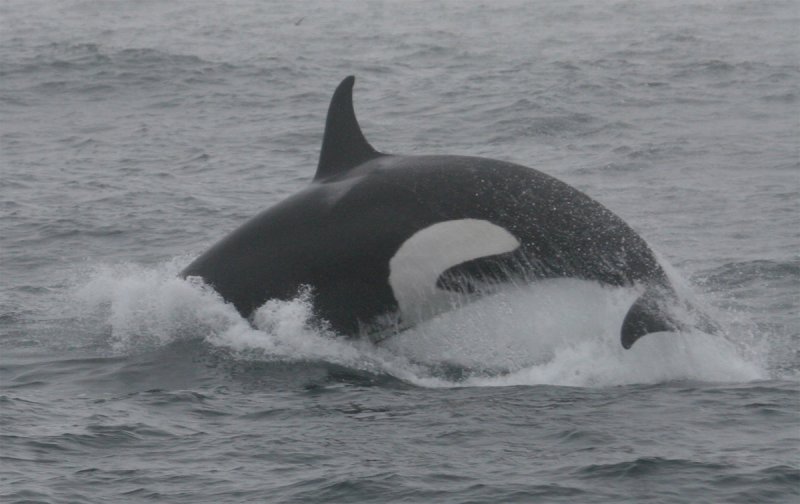 Orca flanks