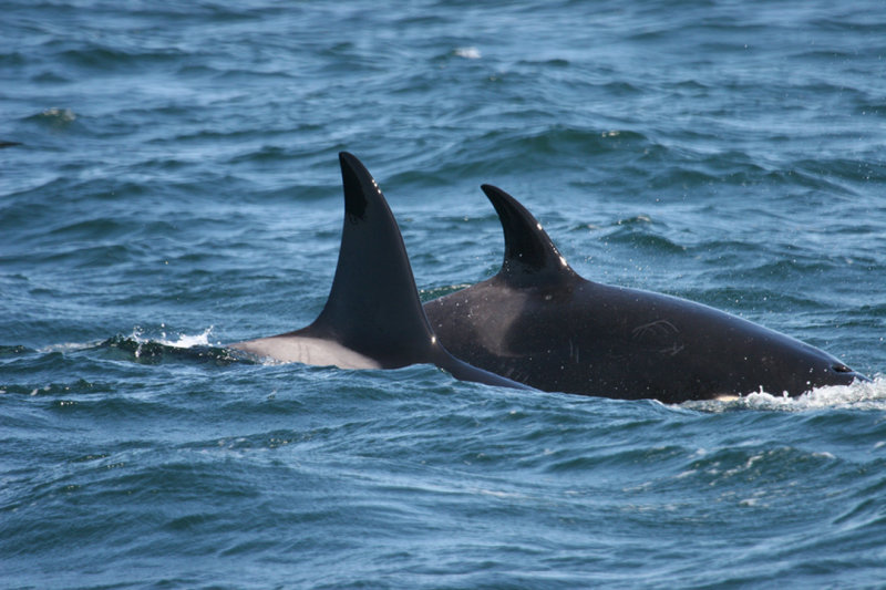 Orca dorsal fins