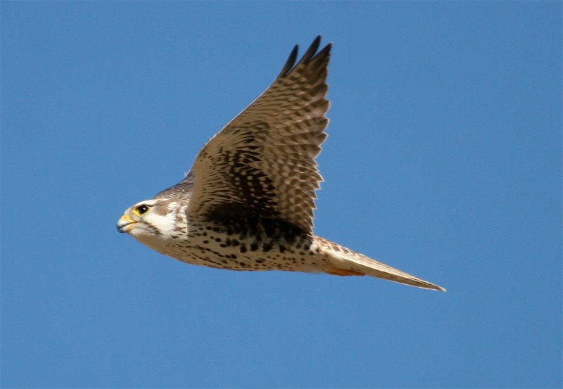 Prairie Falcon in flight