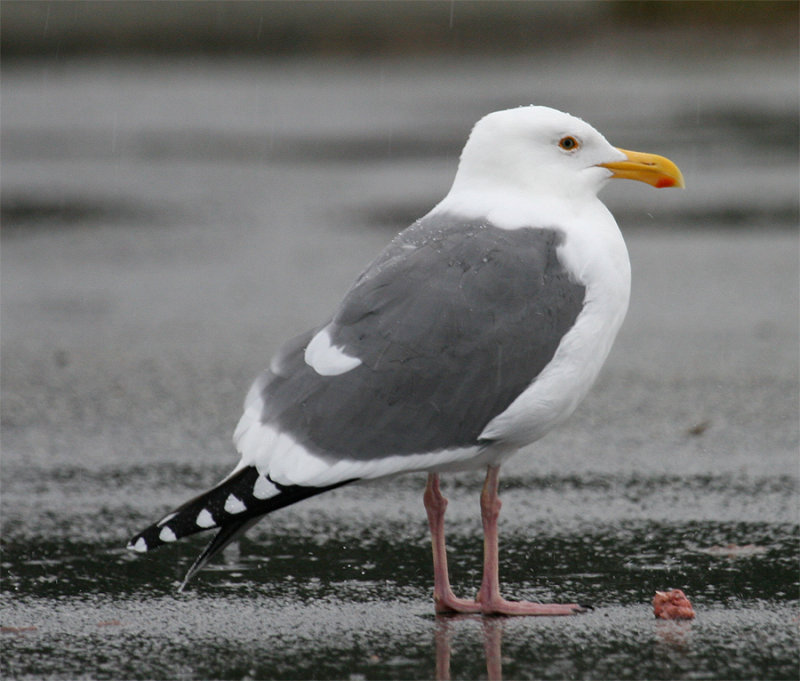 #1 -  Adult Western Gull