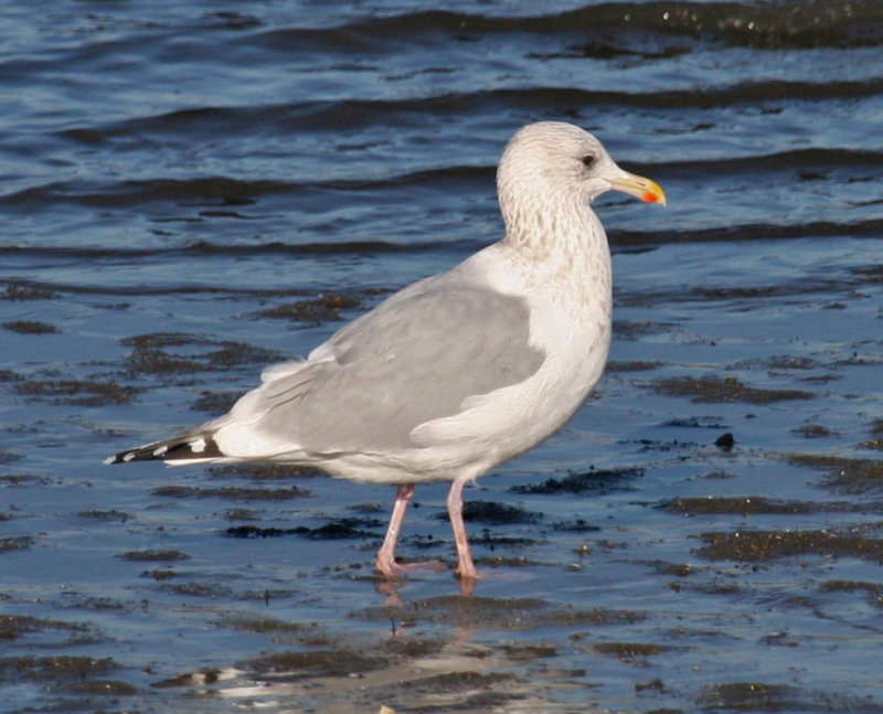 Adult Thayer's Gull