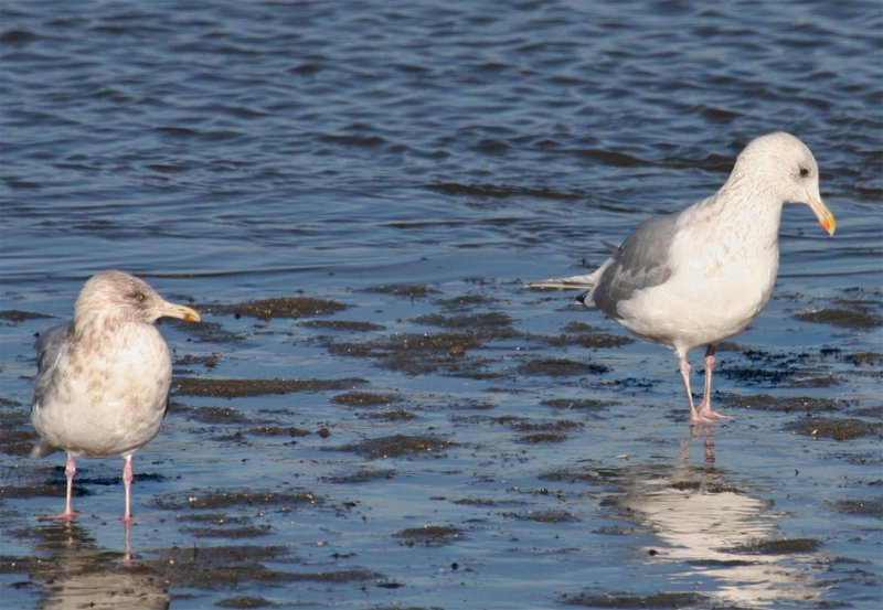 Adult Gulls