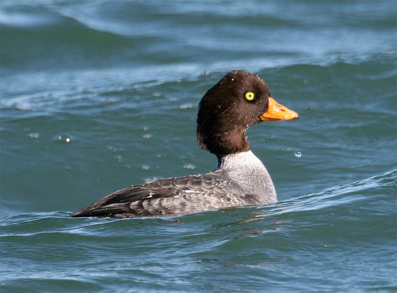 Barrow's Goldeneye