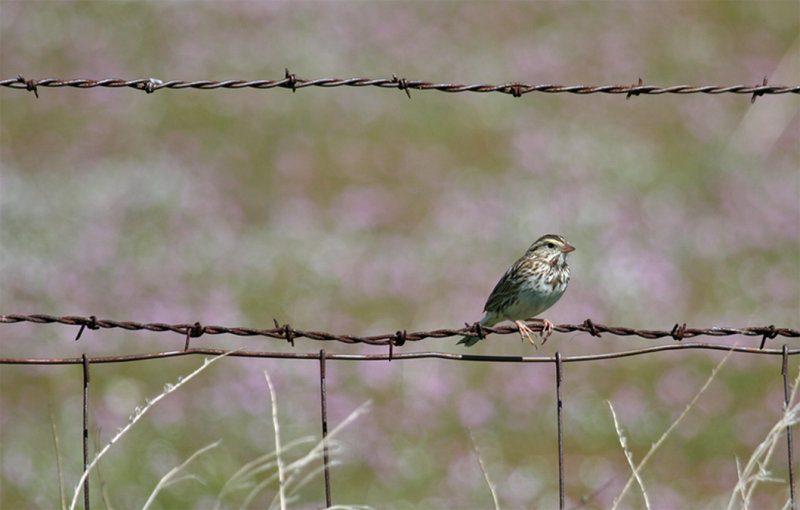 Savannah Sparrow