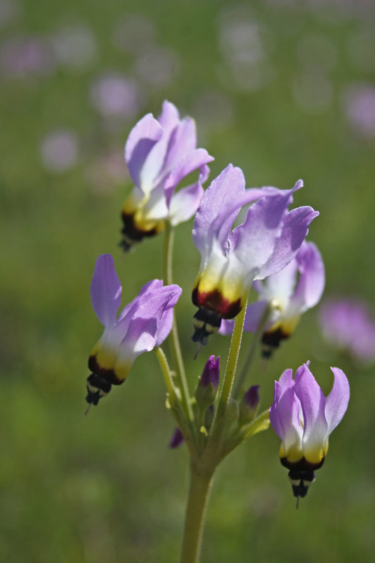 Shooting Stars - Panoche Valley