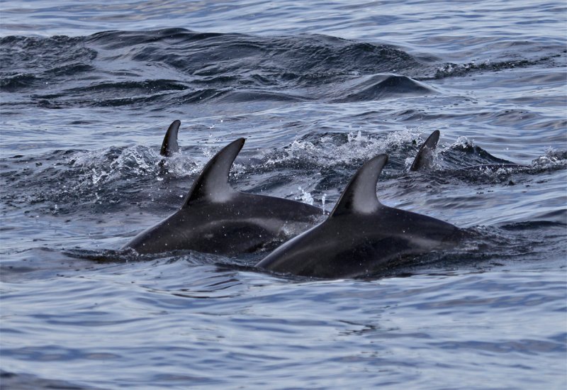 Pacific White-sided Dolphin