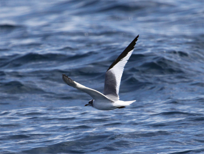 Sabines Gull
