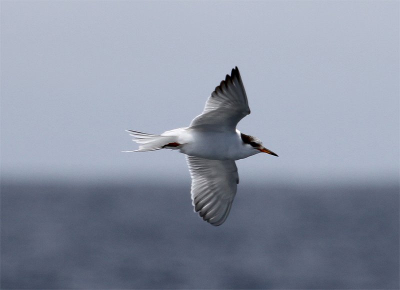Common Tern