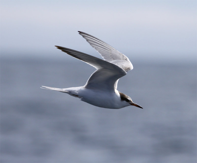 Common Tern