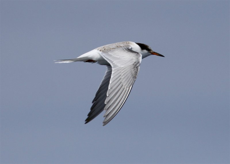 Common Tern