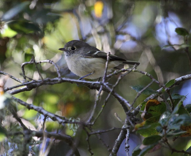 Hutton's Vireo