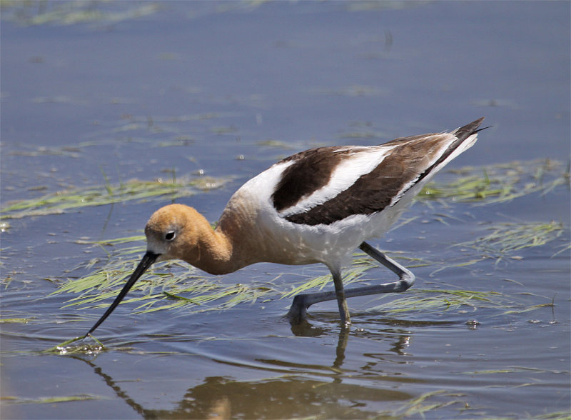 Amiercan Avocet - feeding