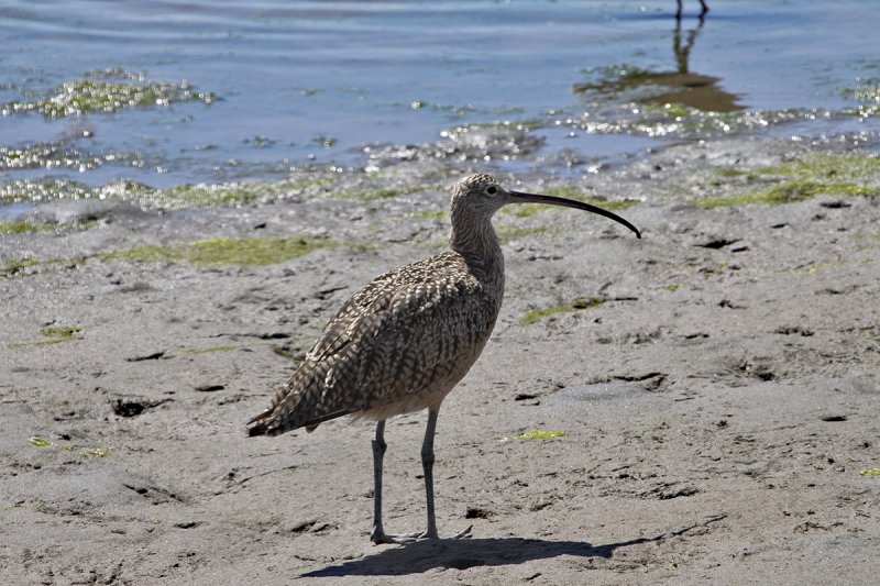 LB Curlew.jpg